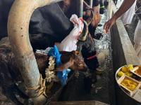 Go-Pujana at Kembre Farm Goshala (Pictures courtesy Shri Jnanesh Bhat Hattangadi)